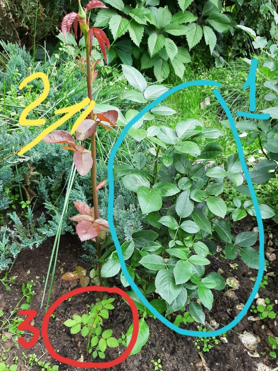 1. Основной куст розы. 2. Молодой побег розы (хороший побег) 3. Дикая поросль. 