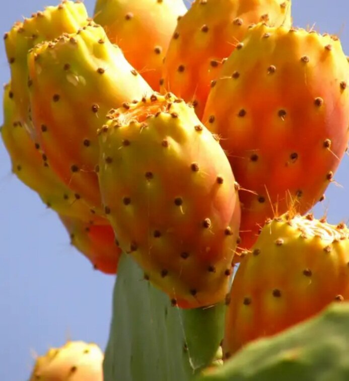 Фото из Яндекса 