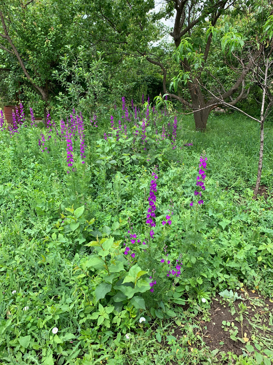 Мой небольшой сад.