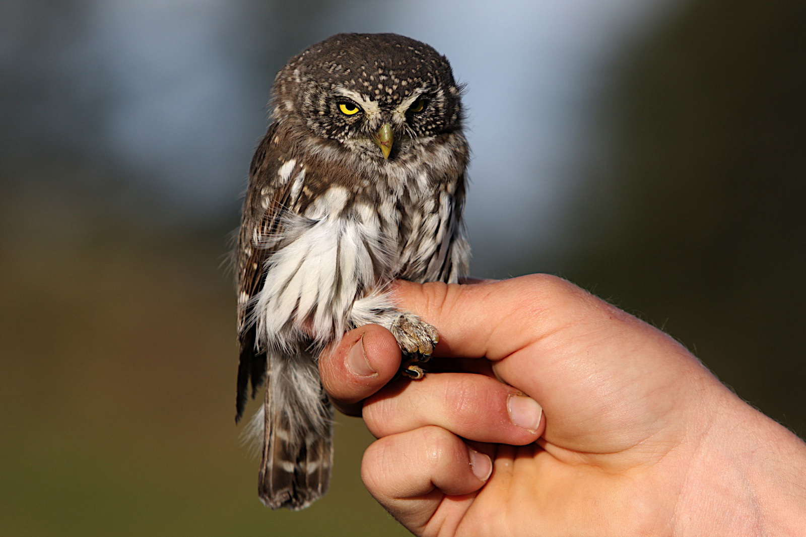 Маленький воробьиный. Сова воробьиный Сыч. Воробьиный Сыч (Glaucidium passerinum l.),. Воробьиный Сыч птенец. Сова карликовый Сыч.