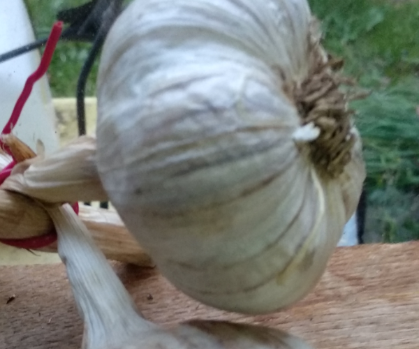 Озимый чеснок. Фото автора (в прошлом году)