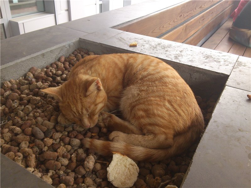 Сухая стяжка пола: легко и без грязи | Скилл – Напольные покрытия | Дзен