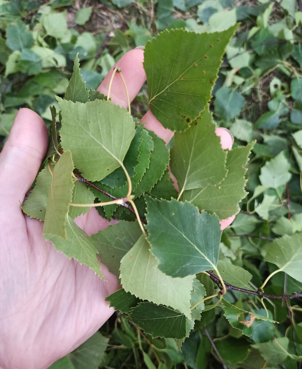 Ароматные листочки