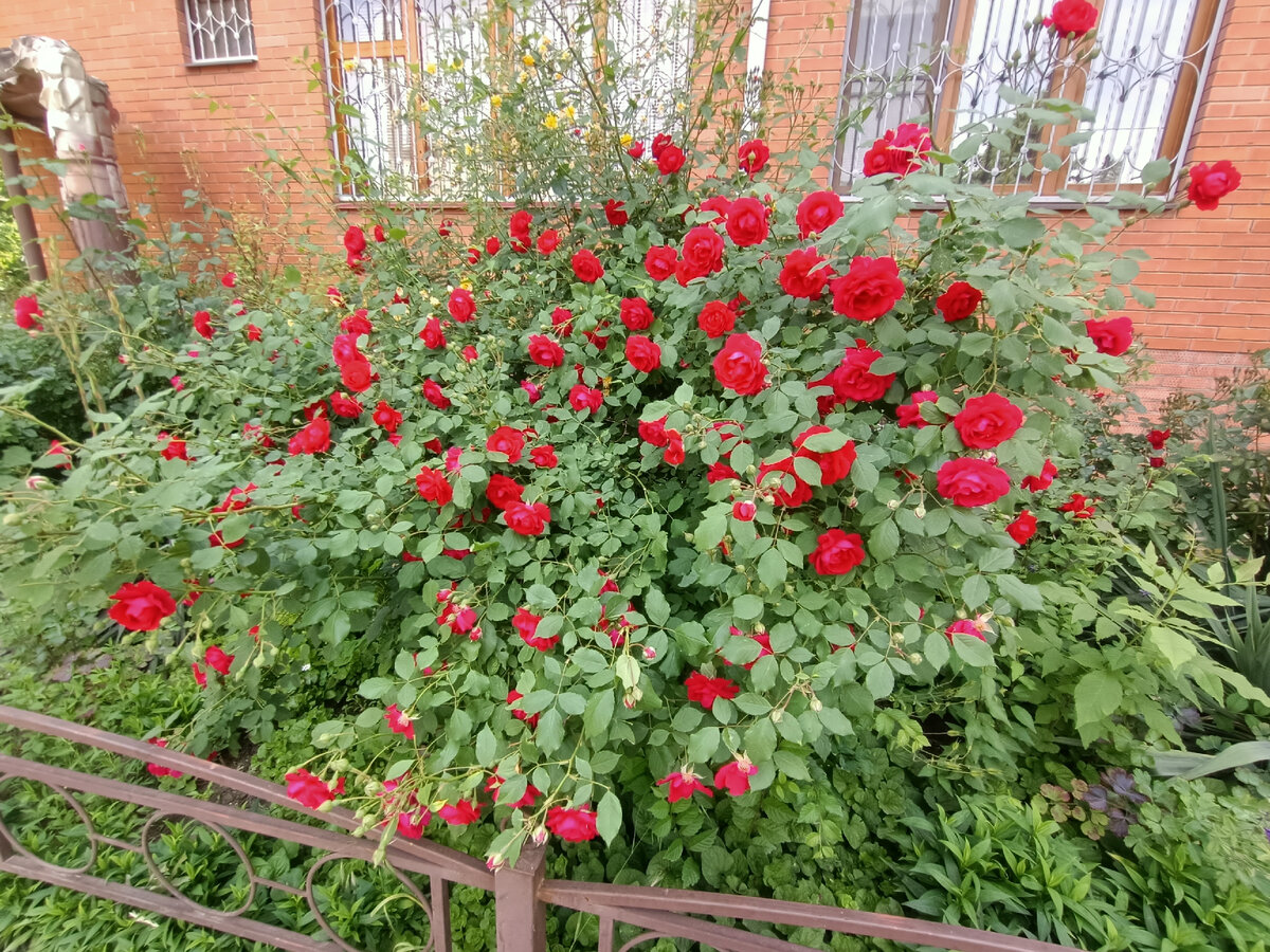 розы выращенные бабульками активистками в моем районе радуют глаз прохожих