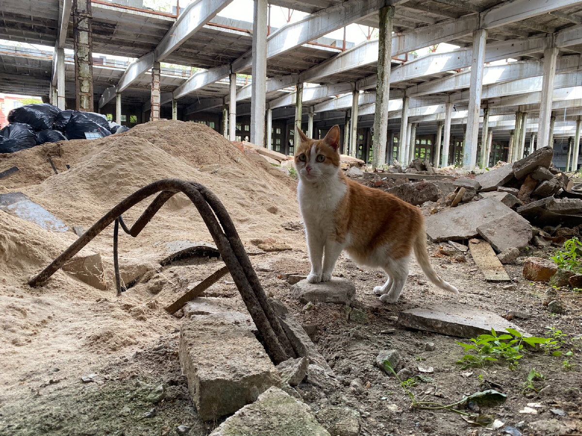 Заводской кот. Фото автора