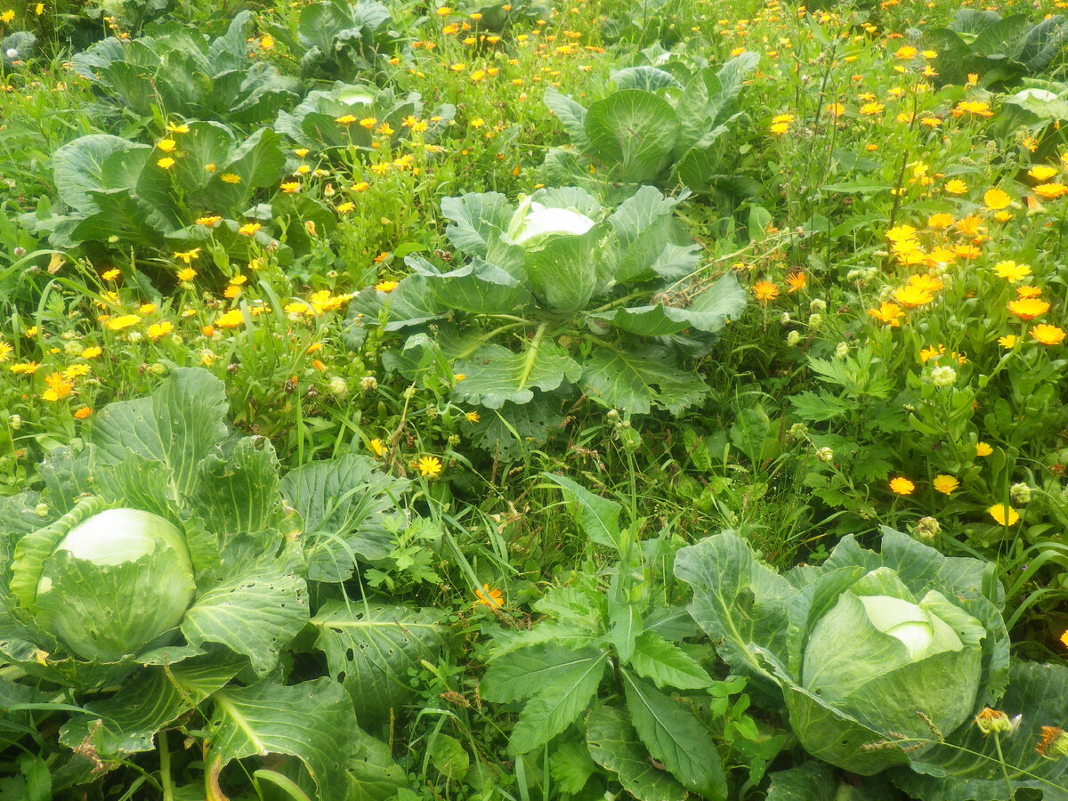 Кошмар, да? Нерадивые мы огородники