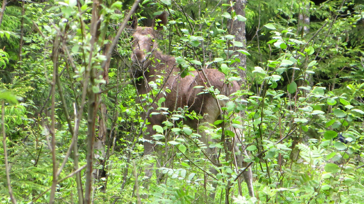 Тот самый лось