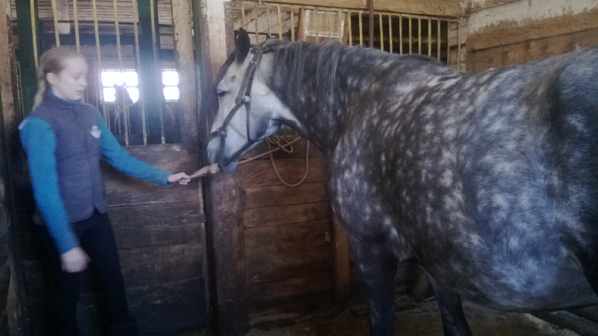 Фото со второго дня на конюшне