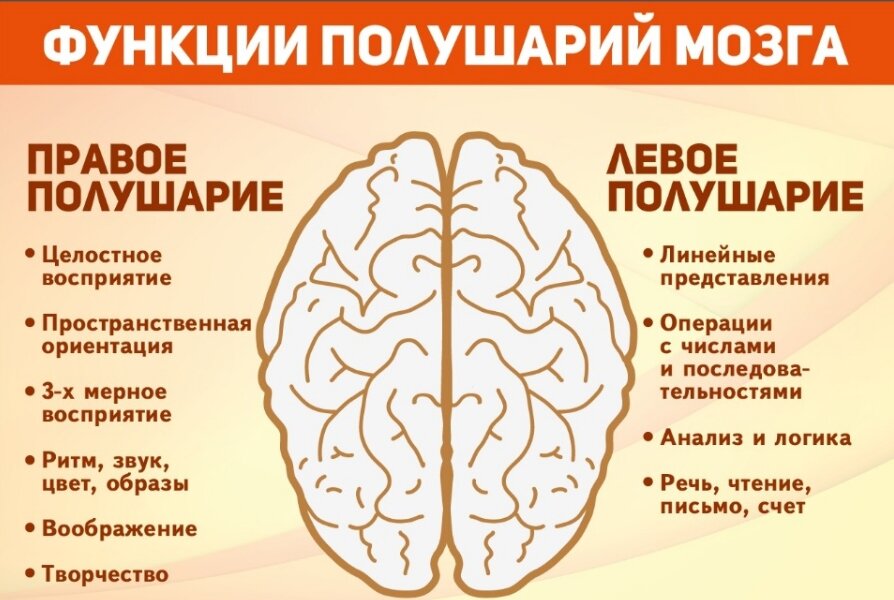 Полушария мозга картинка за что отвечают