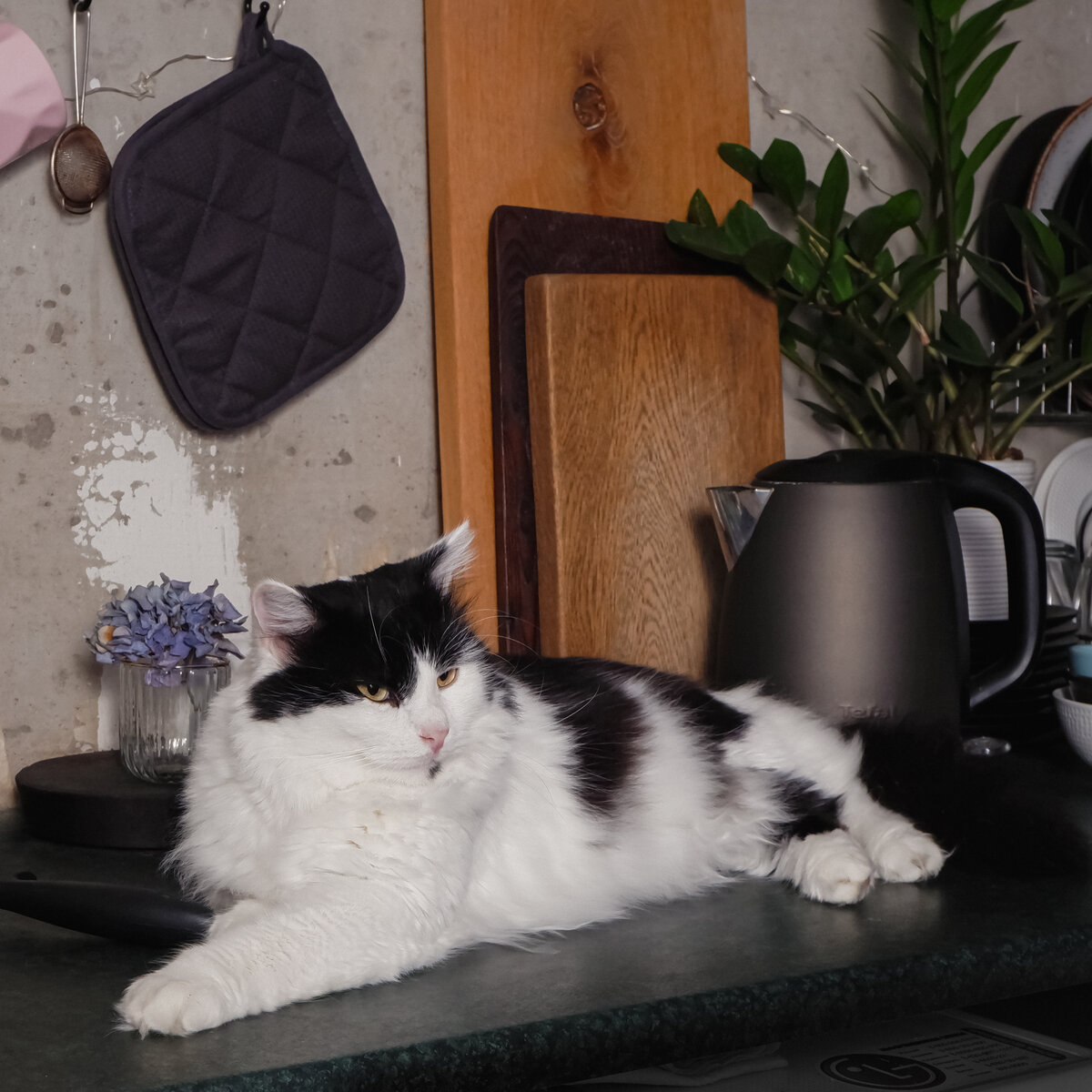 Фото автора. Мой котик Хаски (да, он ходит по столам)