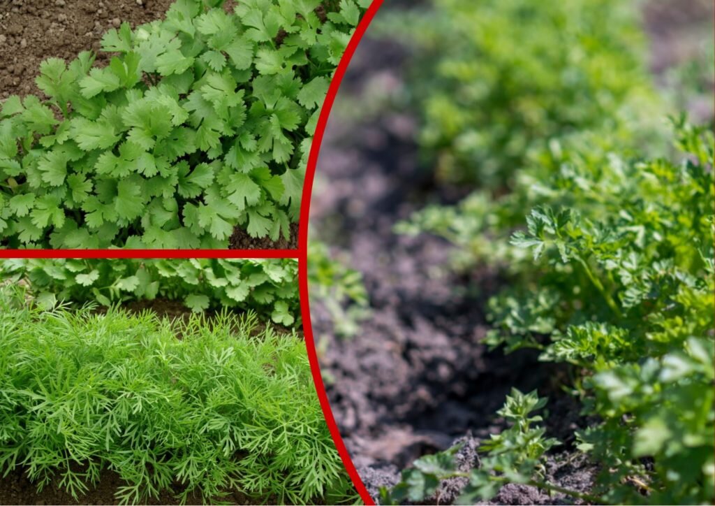 Выращивание зелени