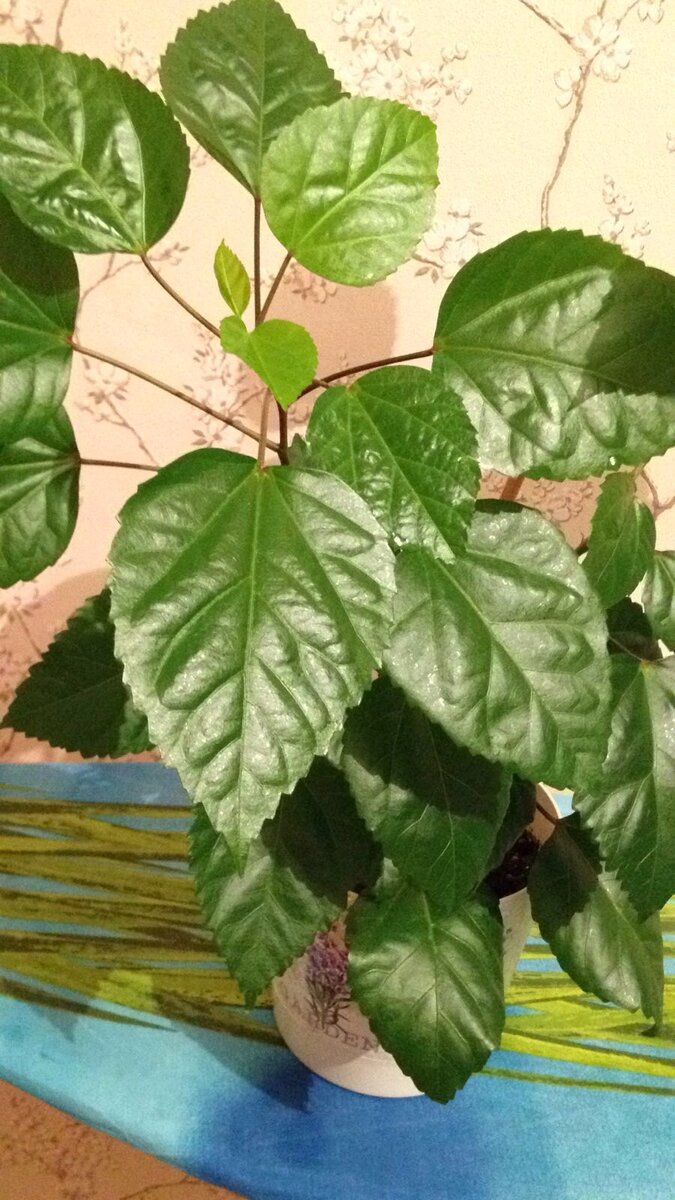 Мой Гибискус. Капельки ещё не высохли, но листья уже блестят.