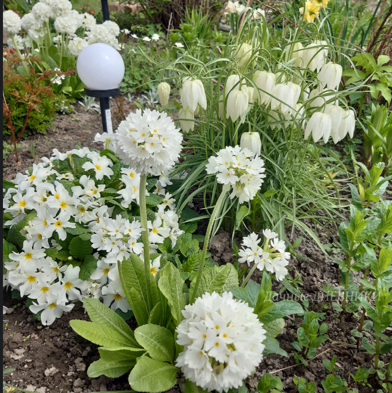 Фото 1. Мой БЕЛЫЙ САД в МАЕ