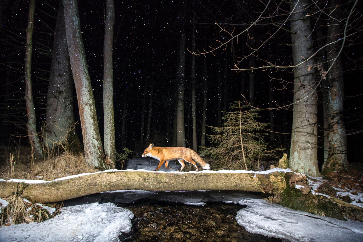 Обыкновенная лисица (Vulpes vulpes) идет по ночному Богемскому лесу
Vladimir Cech / World Nature Photography Awards 2020
