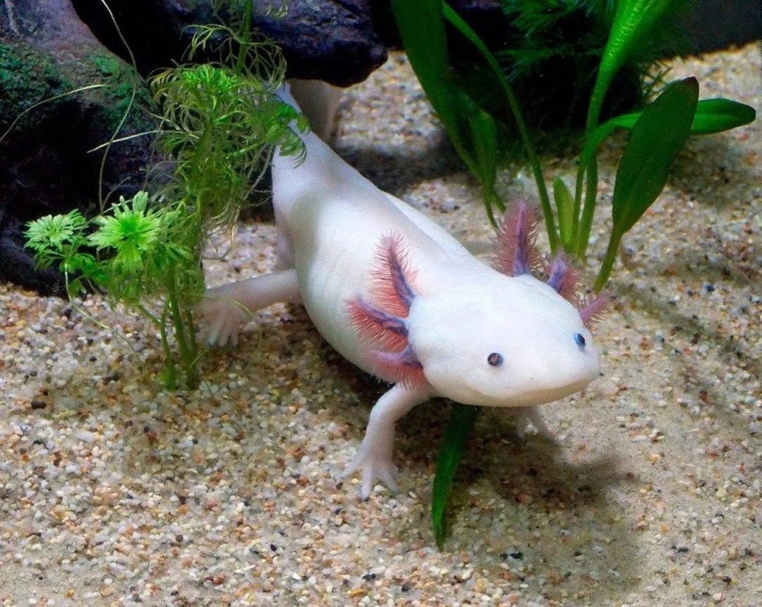 Аксолотль в аквариуме. Источник: яндекс