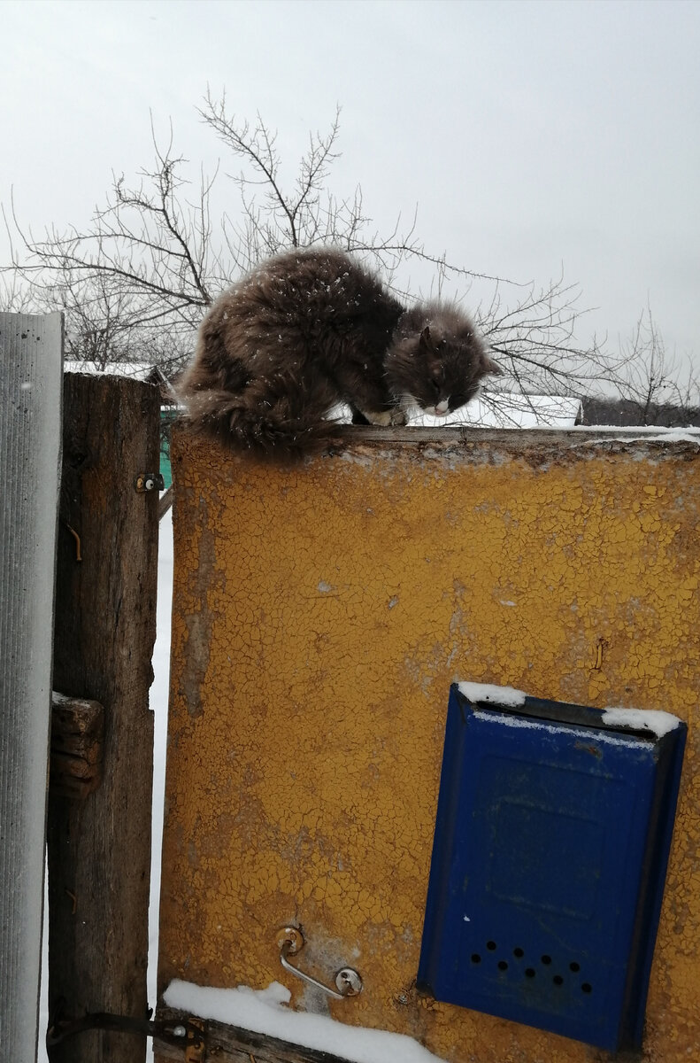 - Ну, что принесла? Фу, опять газеты... А где килька? 