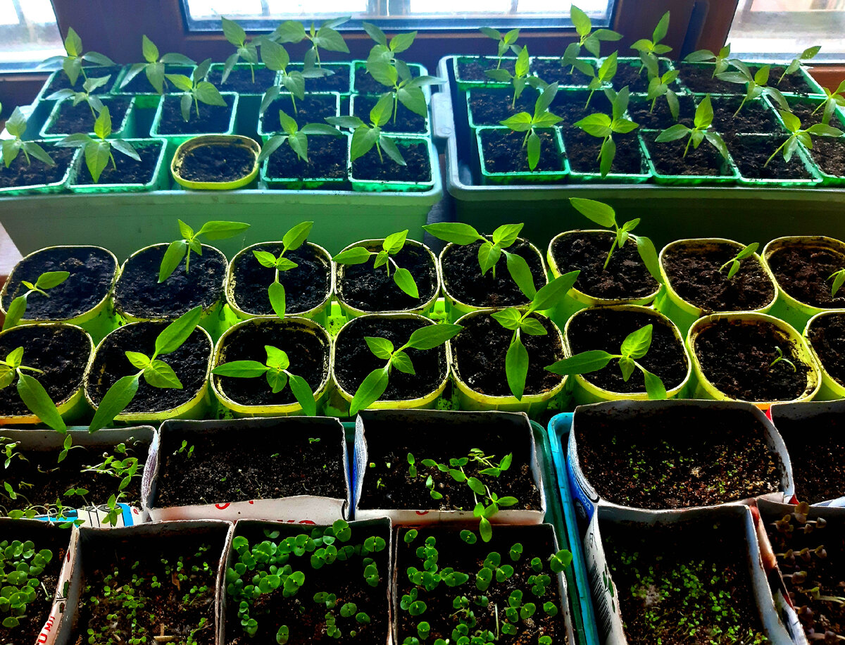 Фото автора 25.02.22. Рассаде месяц.