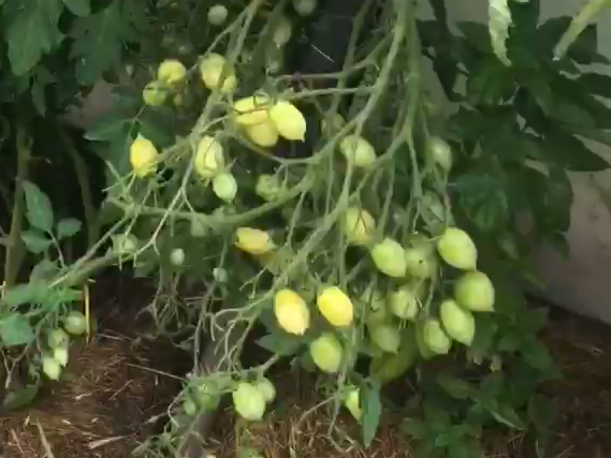 Сорт томата сумасшедшая вишня барри