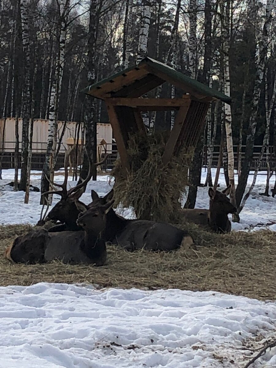 Это лосиная биостанция. Ни одного фото лосей нет!