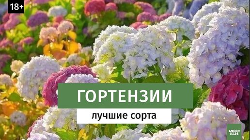 Лучшие сорта гортензии. Какие выбрать карликовые или высокие сорта.