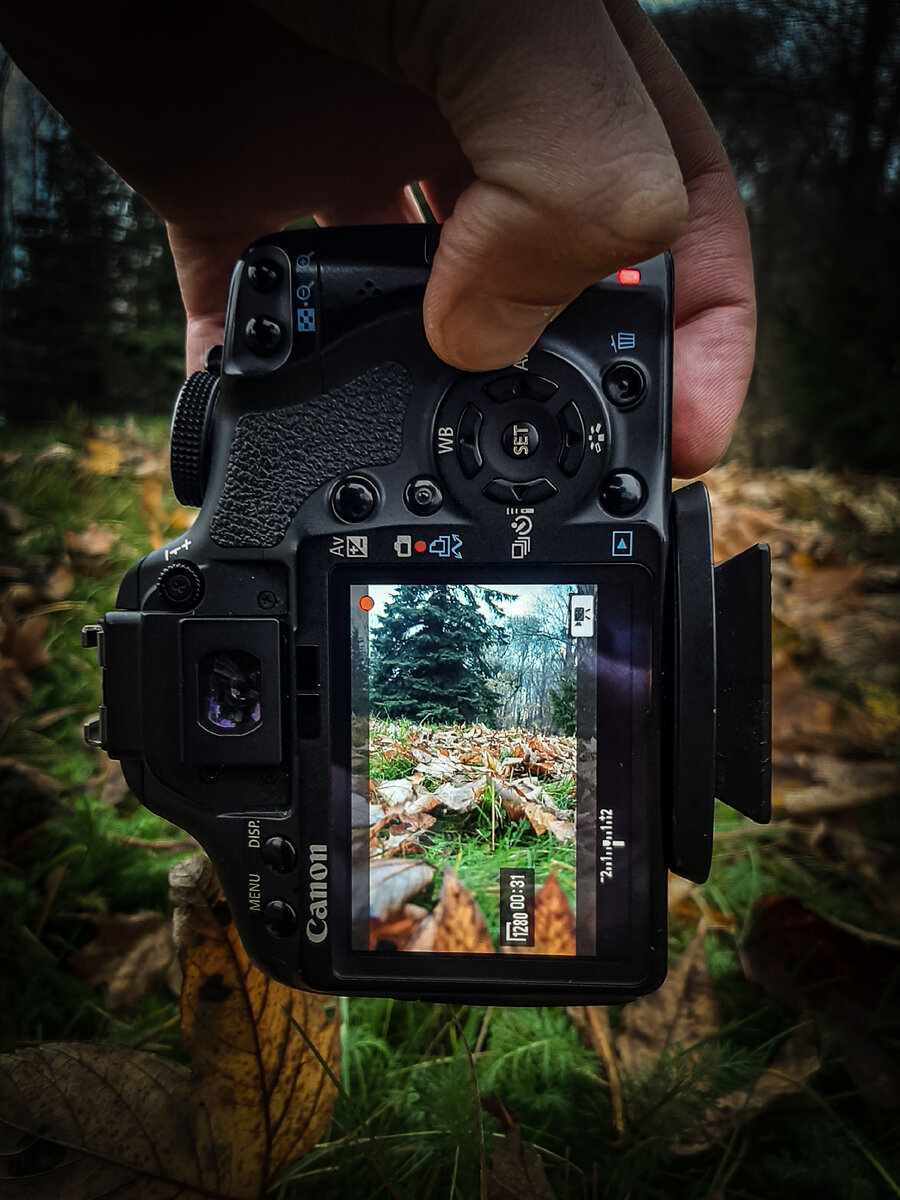 Старенький EOS 500D, фото на смартфон.