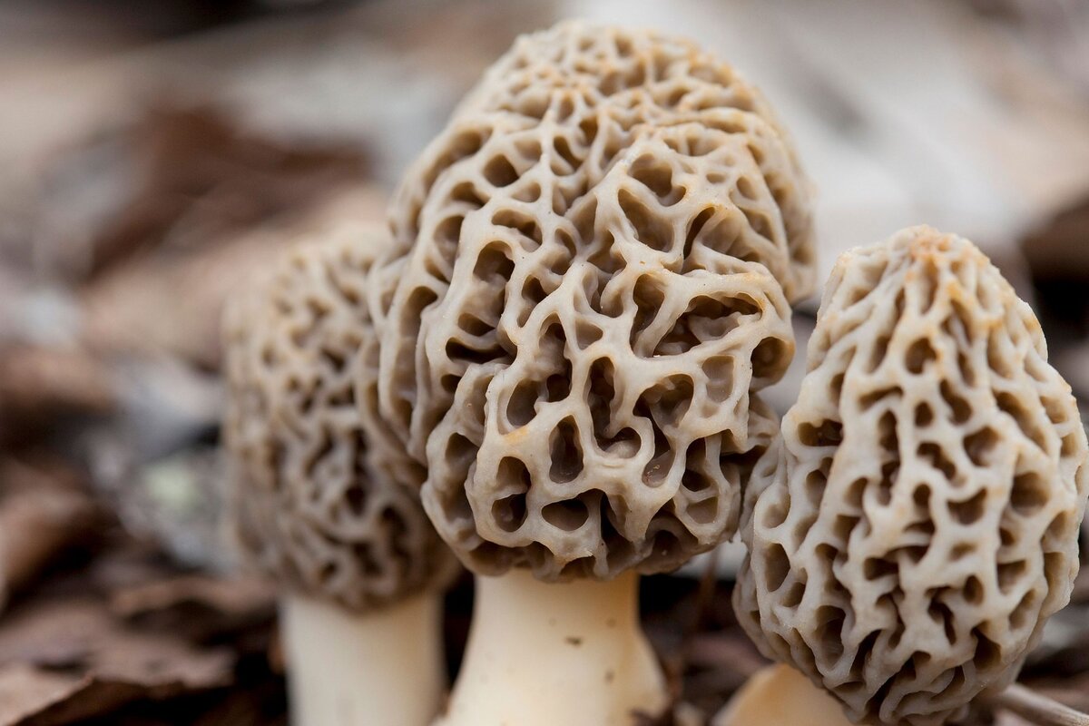 Morel Mushroom