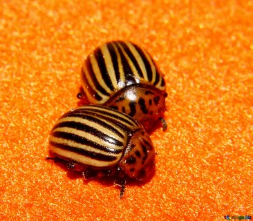 Жучок,  предвидевший победу СССР.