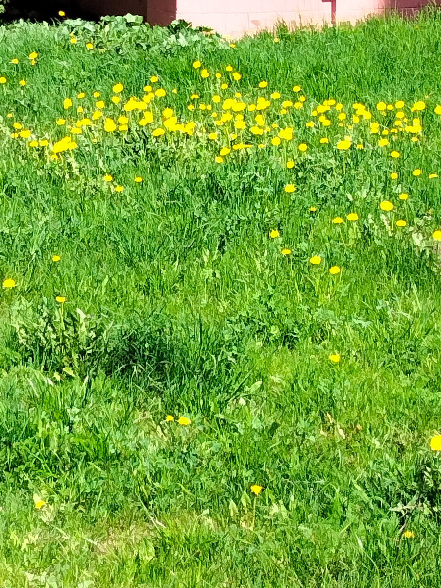 Ну как без одуванчиков