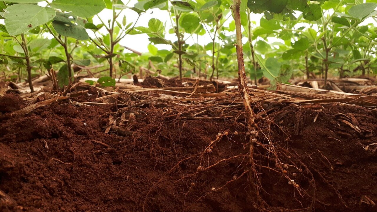 Сложно переоценить вклад микробов в раскрытие потенциала растений. Ведь они - и рот, и желудок, и столовая, и аптека для растений.