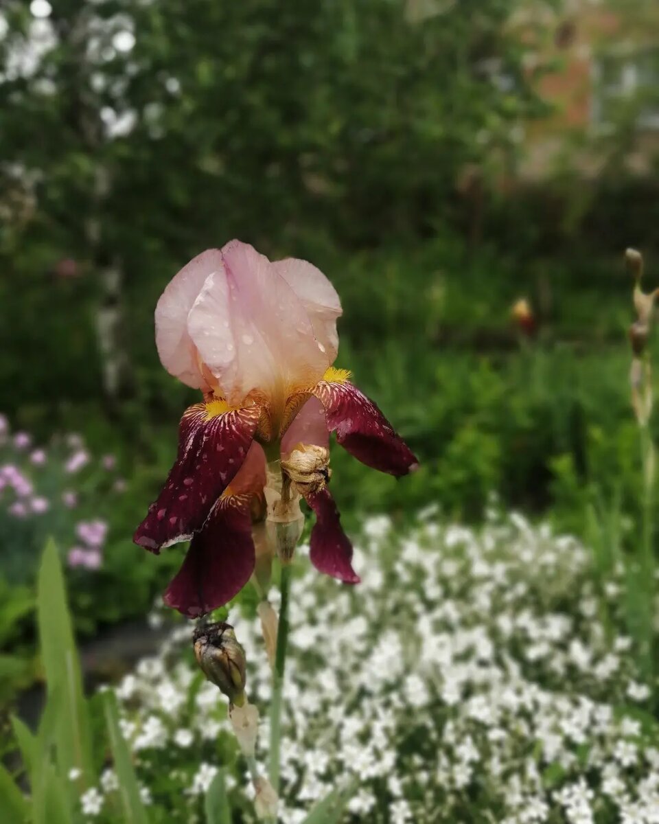 Бородатый ирис 