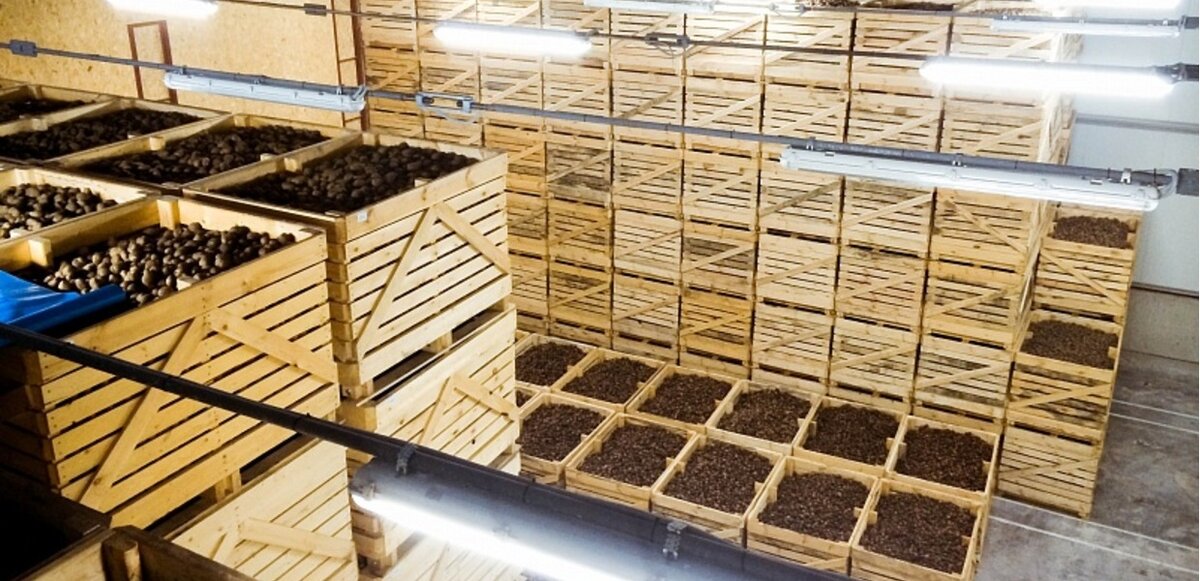 Хранилище картофеля. Хранение в складских помещениях картофеля. Овощехранилище холодильная камера. Картофелехранилище контейнерного типа емкостью 2000. Хранилище для овощей.