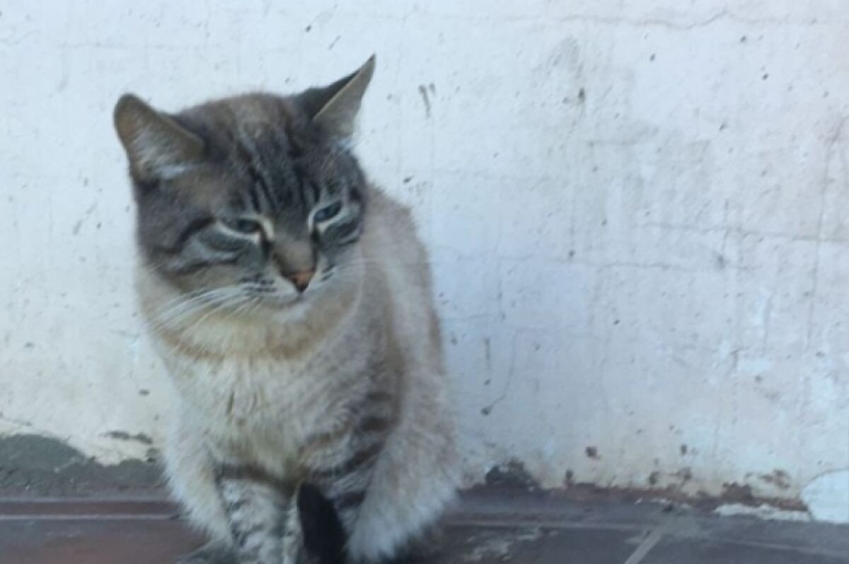    В Конаково местный житель стал свидетелем избиения кота мамой с ребенком