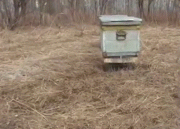 Муравьи в улье с пчелами что делать 