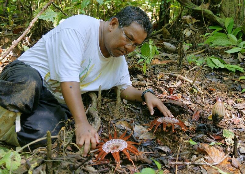         (Rafflesia)    (Rafflesiaceae)     (Malpighiales).-33-2
