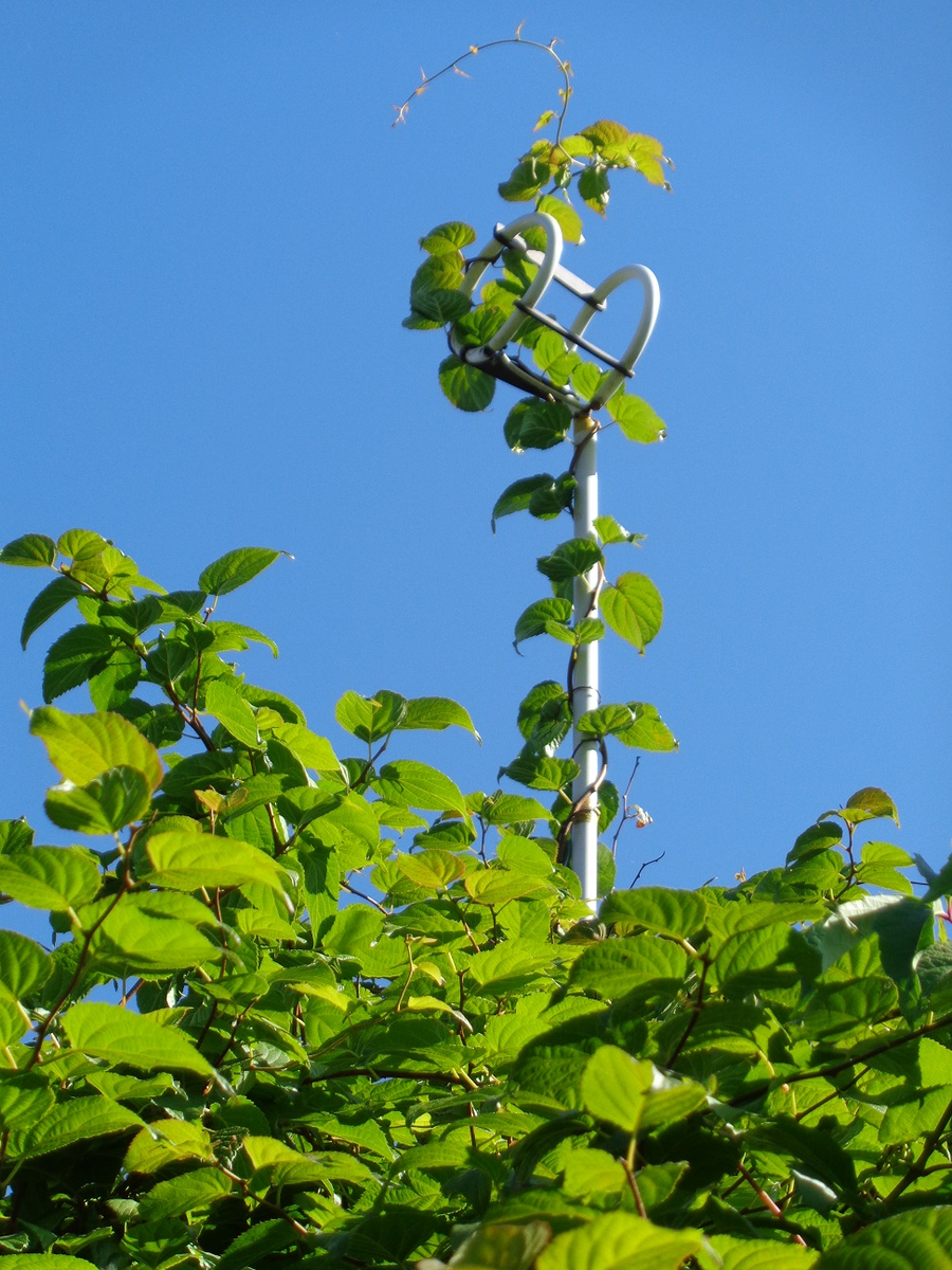 Антенна из двух колец.