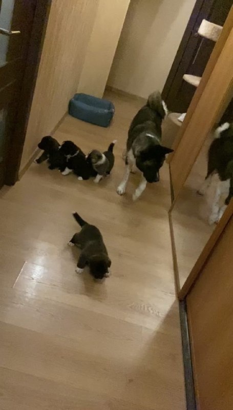 Мама со своими щенками