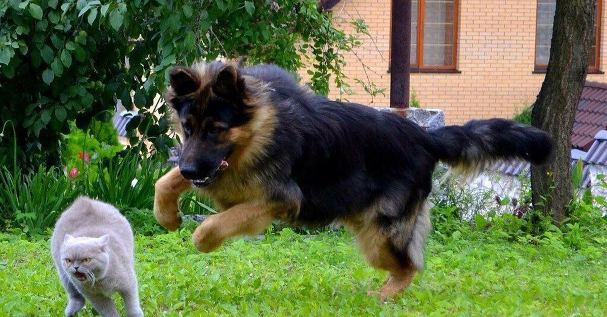 -Уходи, враг моей хозяйки! 