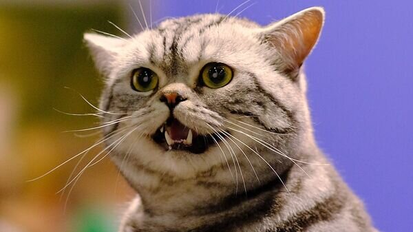   © Sputnik / Наталья Селиверстова