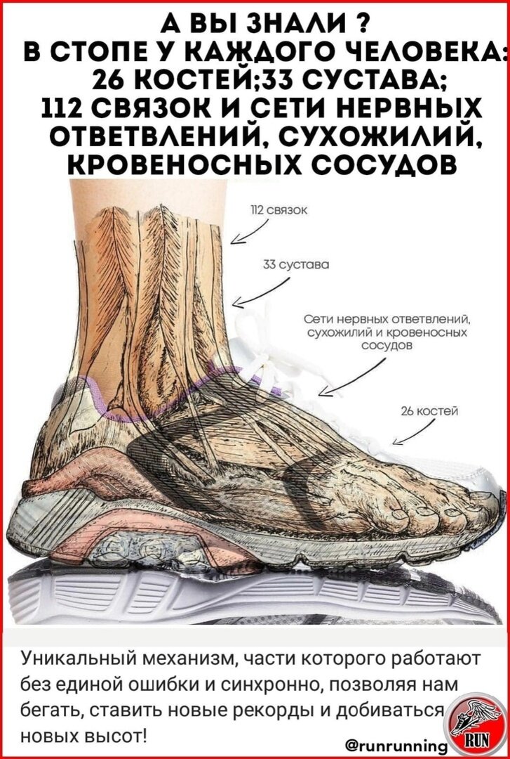 Анатомия стопы на примере бегуна