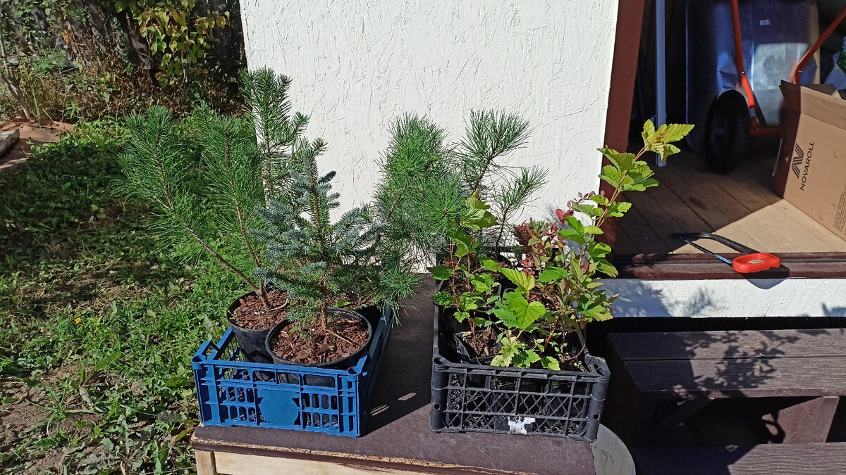 Мои новые питомцы.