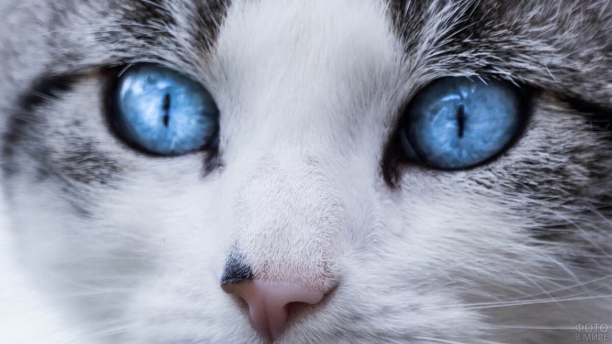 Нет ничего прекраснее ясного кошачьего взгляда. Часто хозяева кошек замечают, что у их подопечных текут слёзы, хотя состояние питомца в полном порядке.