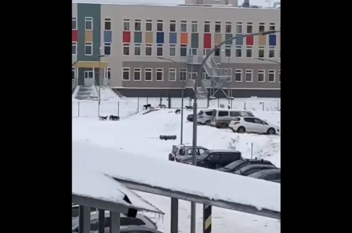    Жители Твери записали на видео собак, которые живут на территории школы