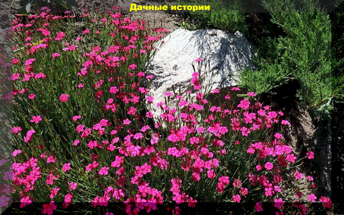 https://vk.com/photo-159774511_457258513. Гвоздика травянка