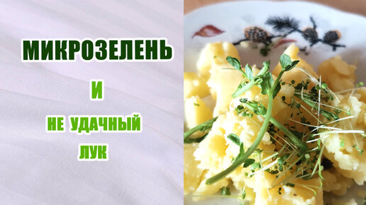 Микрозелень. Когда срезать. Неудачный лук. Ростки гороха. #микрозелень #витамины #огороднаокошке