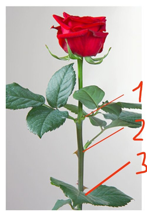 Правильная обрезка