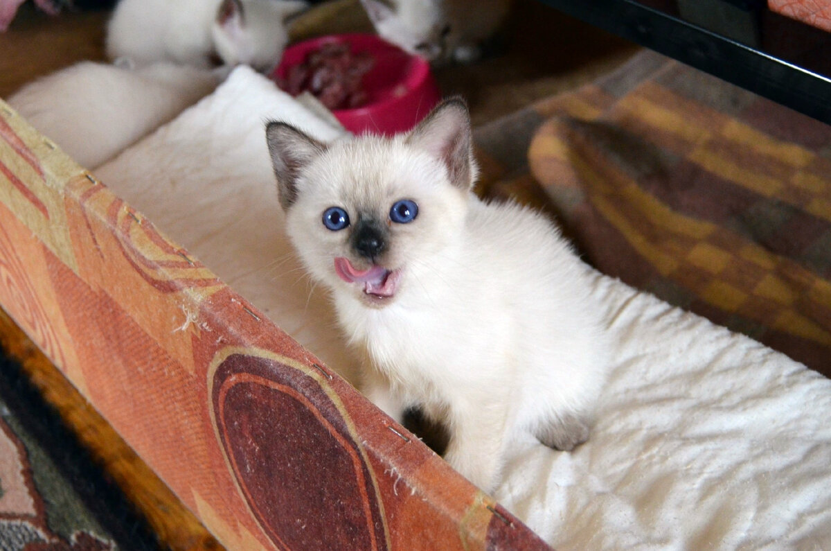 Не видишь, что ли? Есть хочу! А куда идти я пока не знаю!