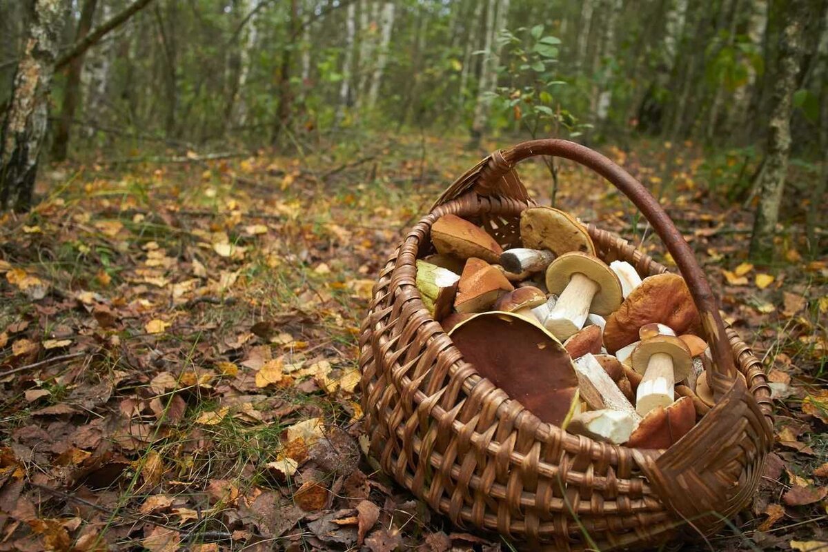 Ссылки для упрощенного доступа