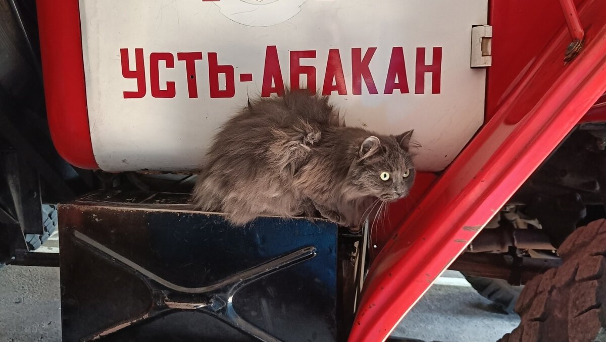     В Усть-Абакане спасатели получили неожиданного, но очаровательного члена команды — пожарную кошку Марусю! Рассказываем милую историю, которая точно сделает ваш день лучше.