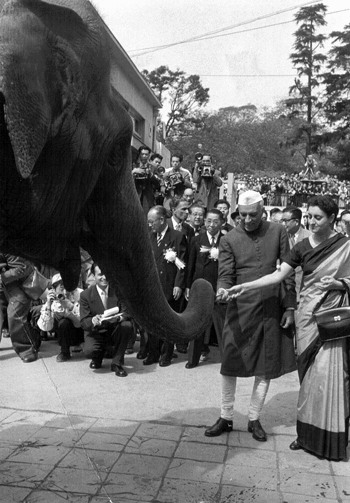 В 1949 году Индия подарила детям Японии слониху Индиру. Фото: yokohamated.typepad.jp