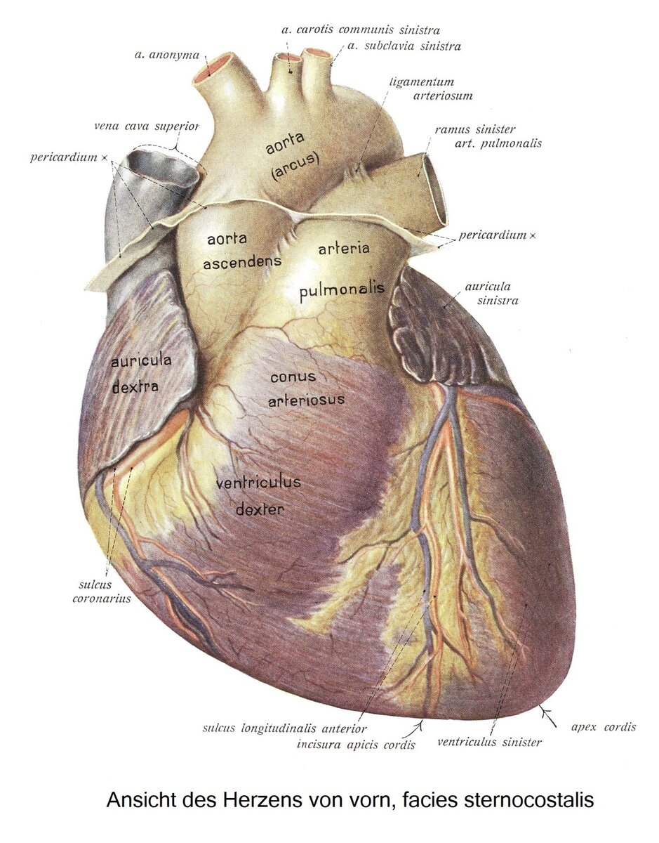 Анатомия сердца. Фото с сайта : anatomia.org.ua